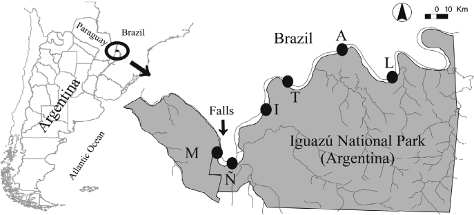 Chilina Iguazuensis Gastropoda Chilinidae New Species From Iguazu National Park Argentina