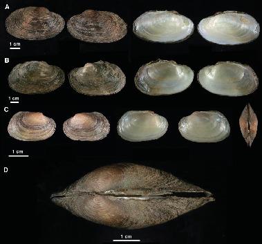 Redescription of Unio gibbus Spengler, 1793, A West Palaearctic ...