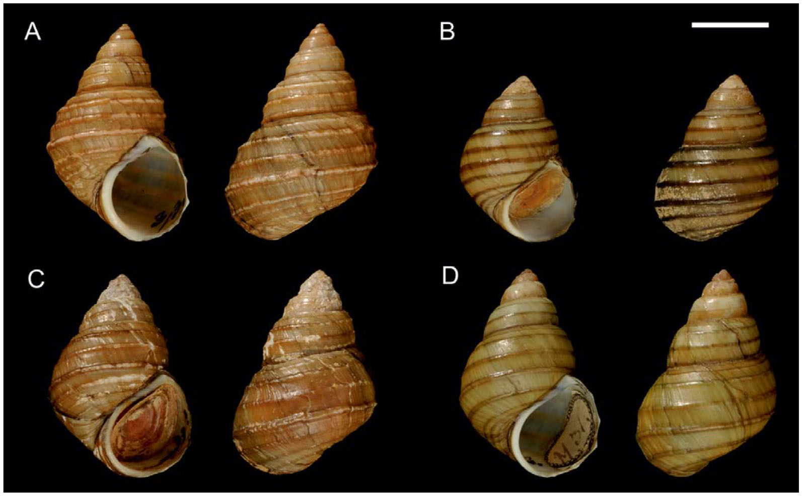 The Taxonomy, Distribution and Introduction History of the Earliest ...