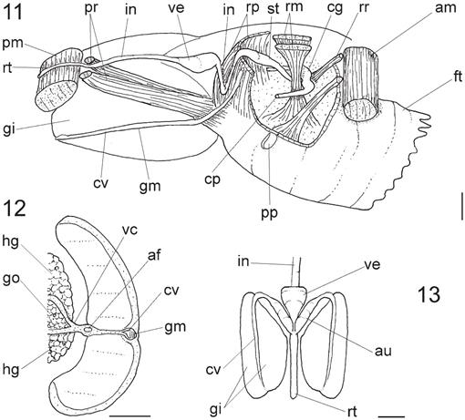 Comparative Anatomy Of Selected Marine Bivalves From The Florida Keys With Notes On Brazilian Congeners Mollusca Bivalvia