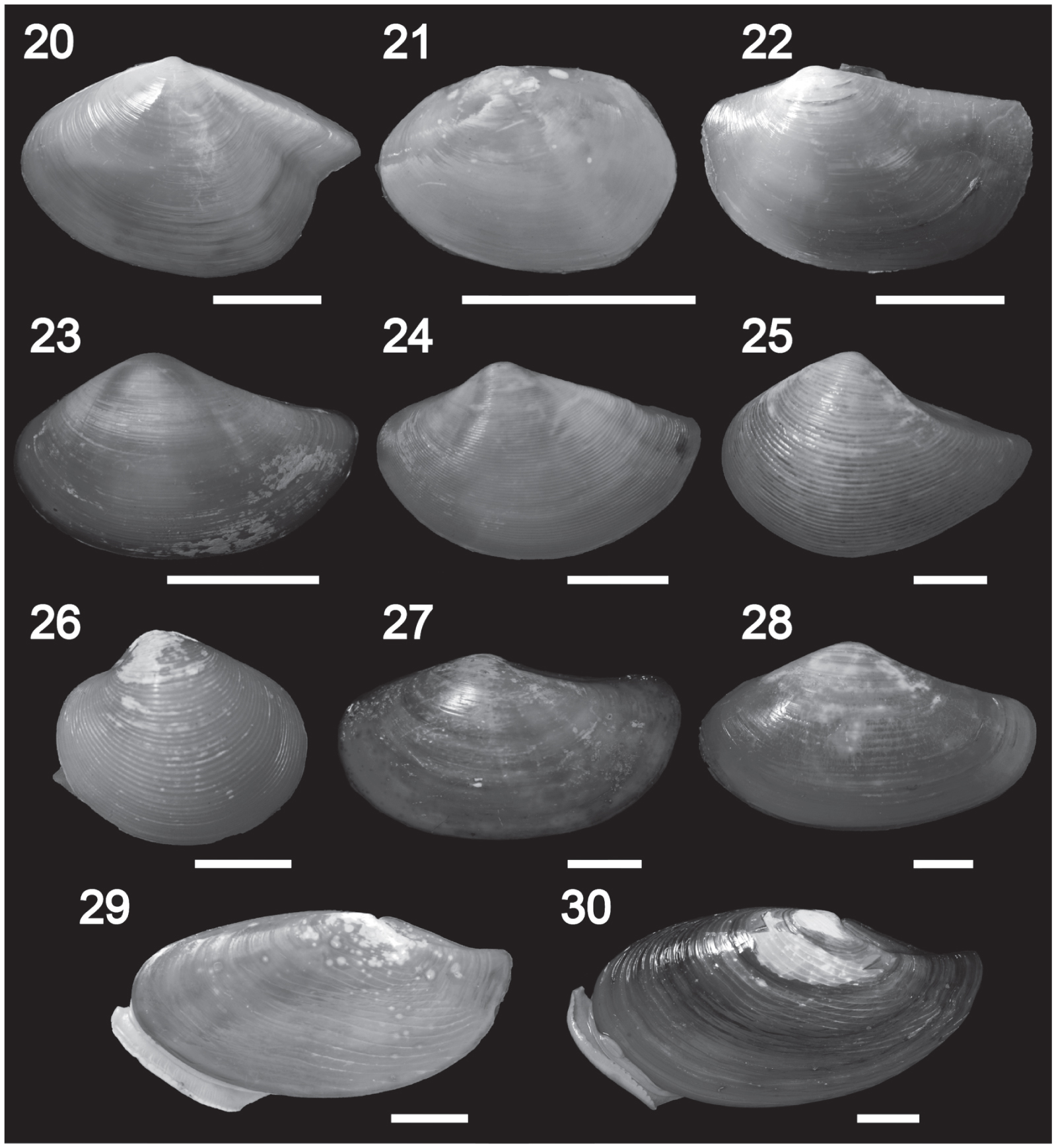 Shell Microstructure of Protobranchia (Mollusca: Bivalvia): Diversity ...