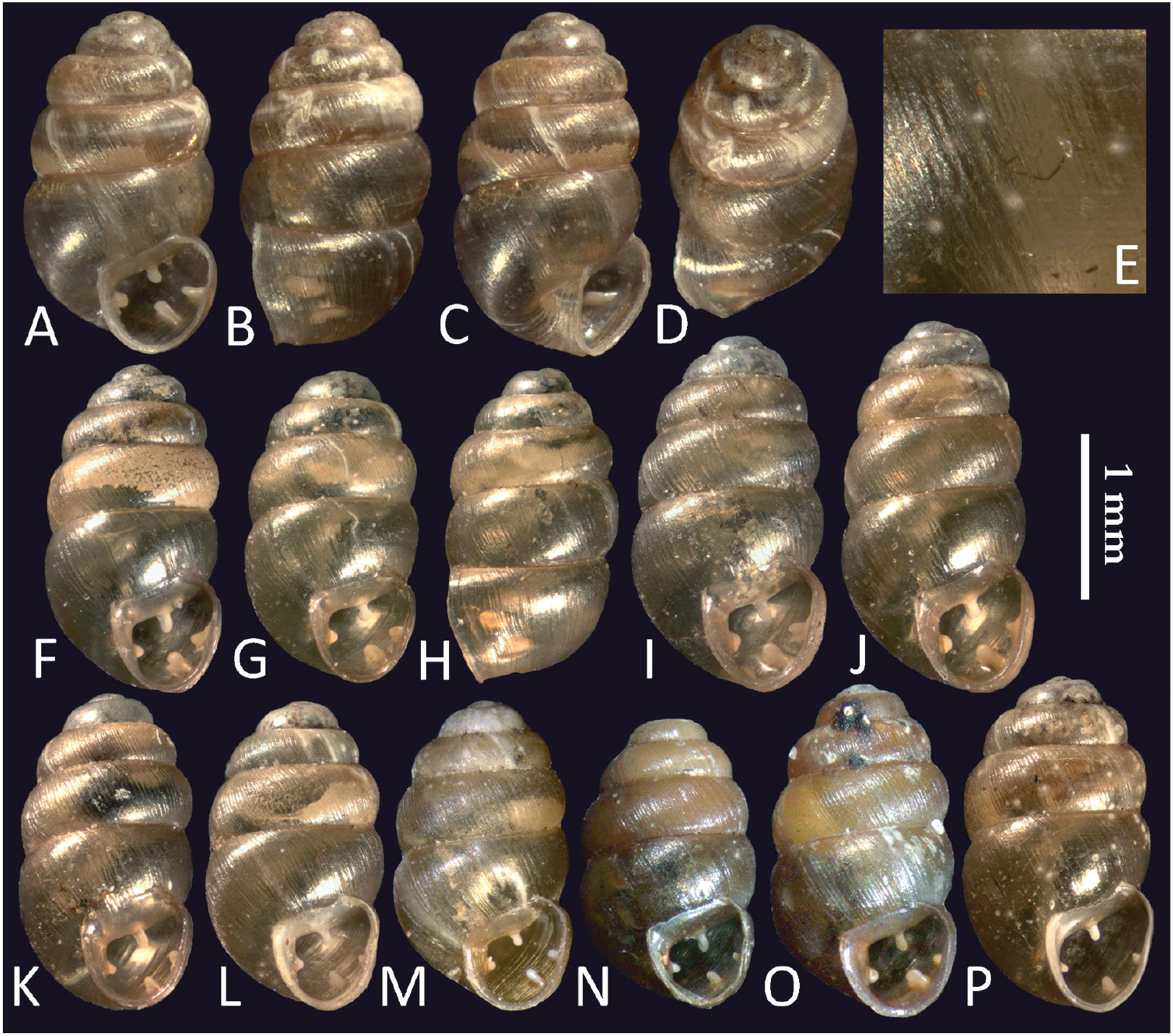 A Phylogenetic Overview Of The Genus Vertigo O F Muller 1773 Gastropoda Pulmonata Pupillidae Vertigininae