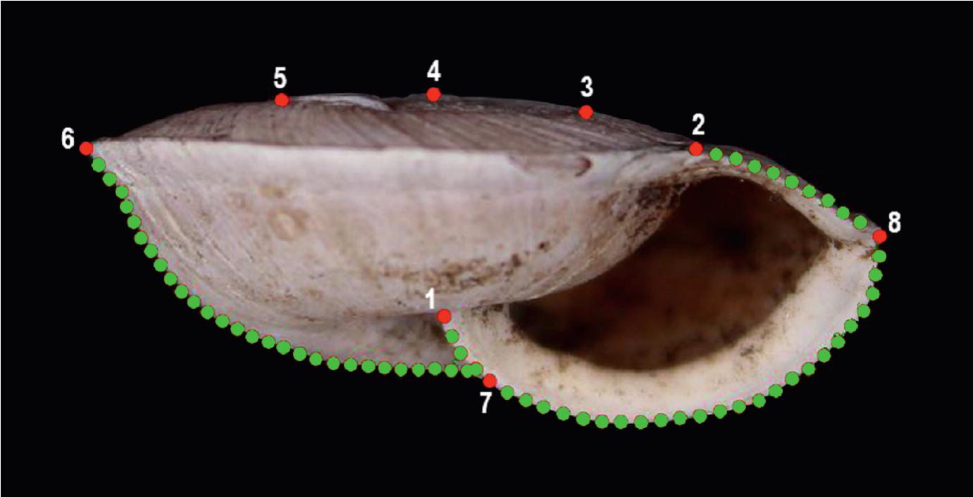 Review Of The Genus Pseudiberus Ancey 17 Eupulmonata Camaenidae In Shandong Province China