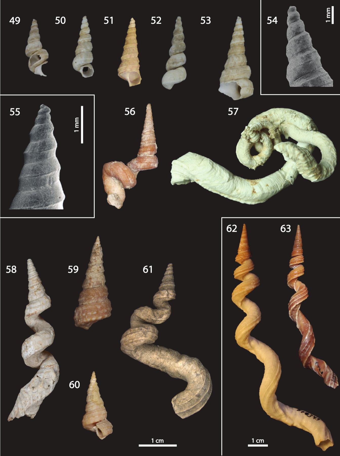 Turritelliform Shell Draw Phylogeny and Systematics of Fossil and Recent Vermicularia ...