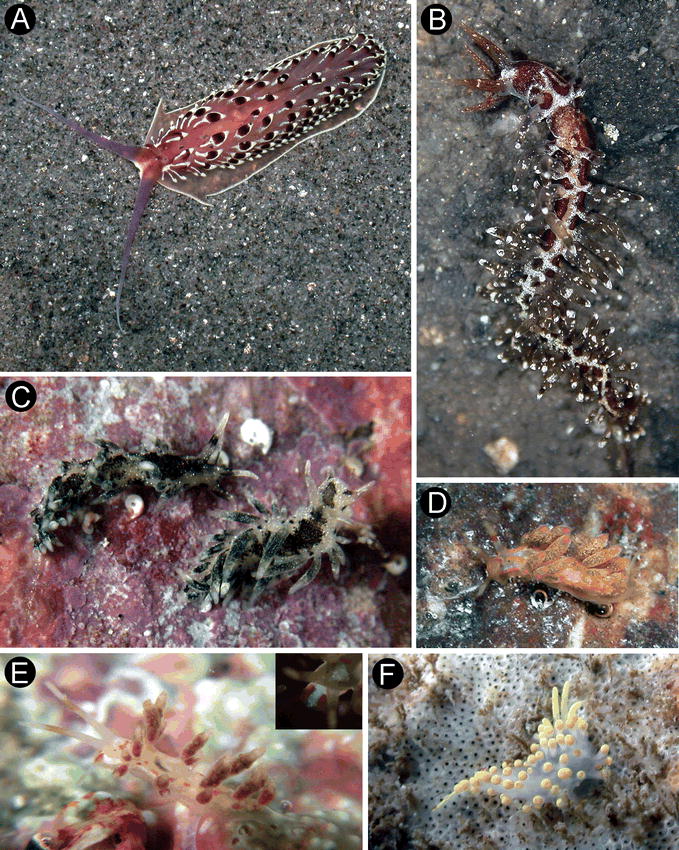 Five New Species Of Aeolid Nudibranchs (Mollusca, Opisthobranchia) From ...