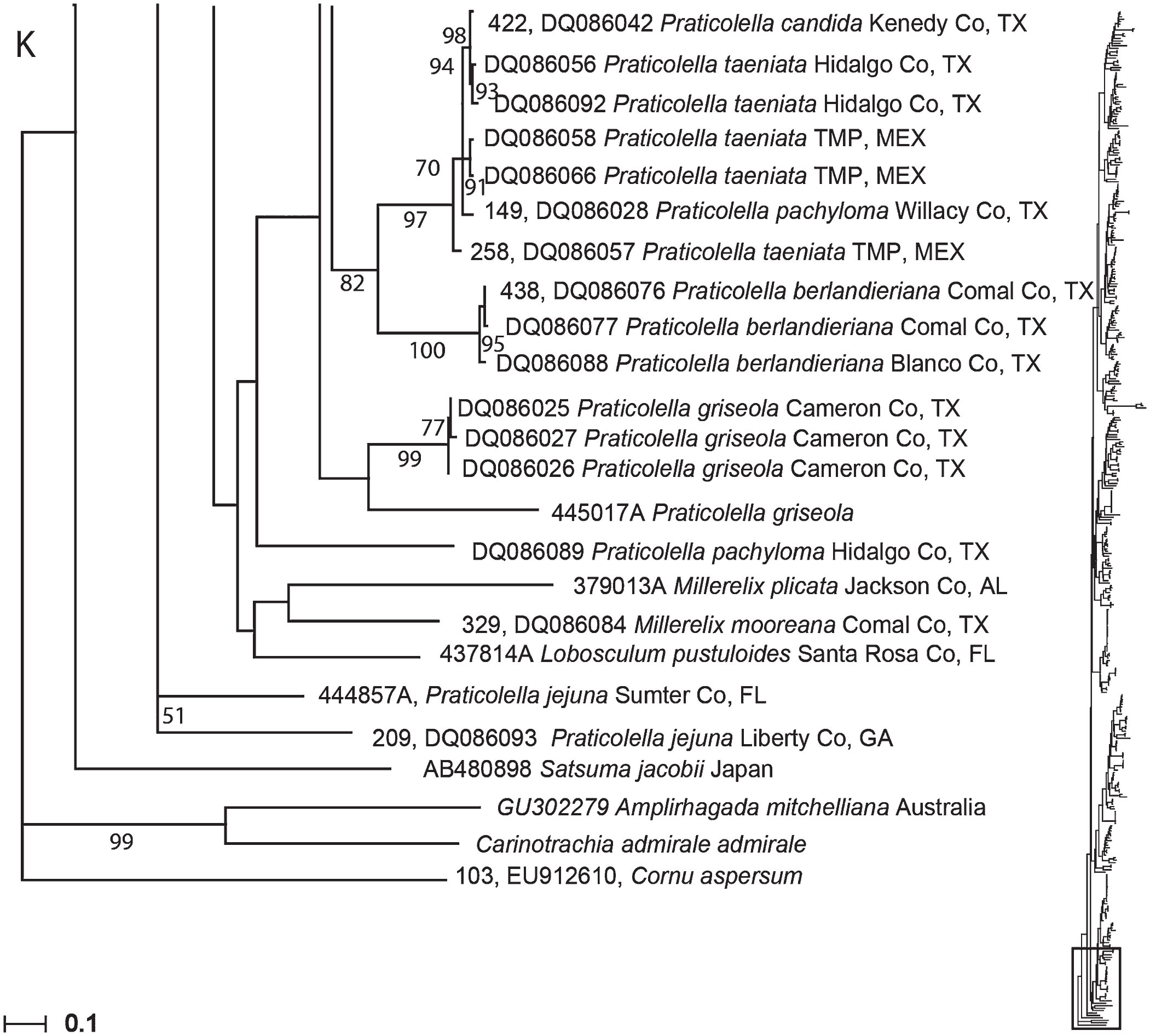 Molecular Phylogeny Evolution Of Shell Shape And Dna Barcoding In Polygyridae Gastropoda Pulmonata An Endemic North American Clade Of Land Snails