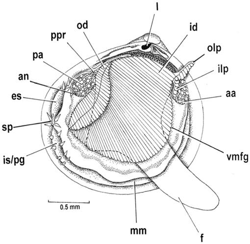 The Biology and Functional Morphology of the Placental Embryo-Brooding ...