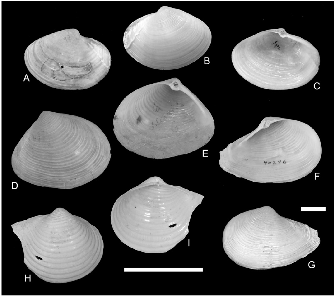 The Anatinellidae and Kymatoxinae: A Reassessment of Their Affinities ...