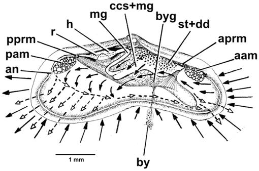 The Biology and Functional Morphology of Curvemysella paula (A. Adams ...