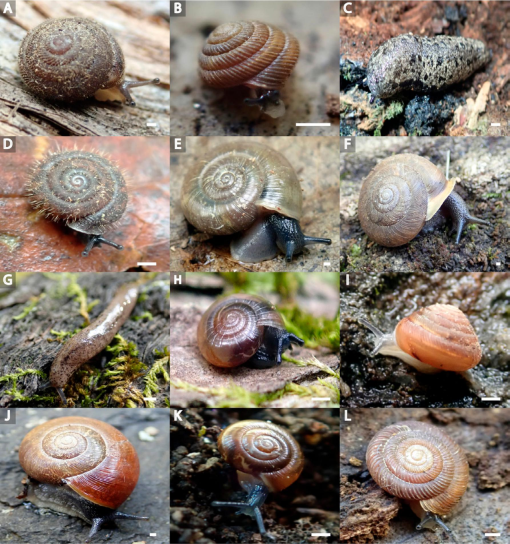 Wild About Illinois Land Snails and Slugs!