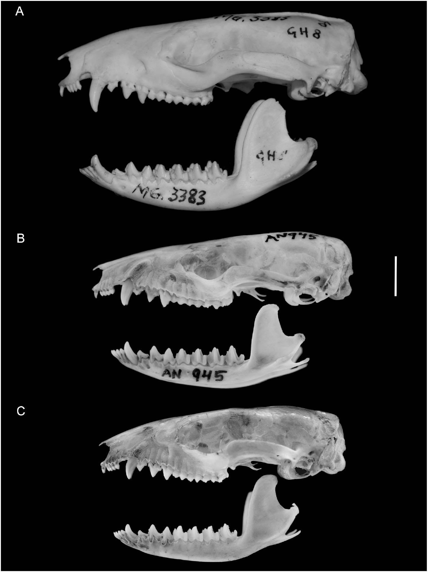 A revision of the Monodelphis glirina group (Didelphidae: Marmosini ...