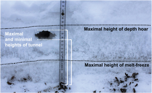 Lemmings' mysterious population cycle may finally have an explanation 