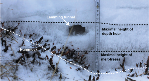 Lemmings' mysterious population cycle may finally have an