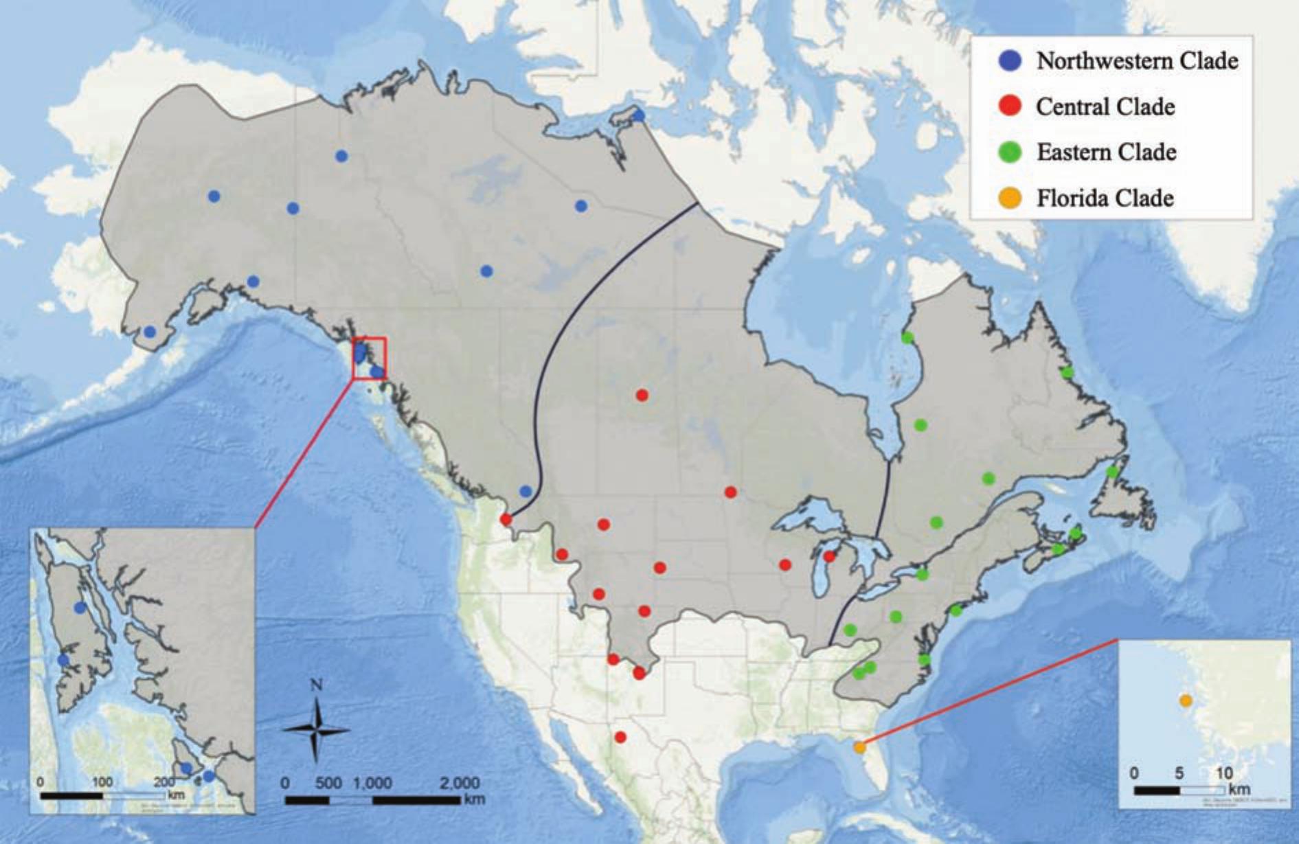 Myodes Rutilus Distribution A precarious future for distinctive peripheral populations of meadow ...