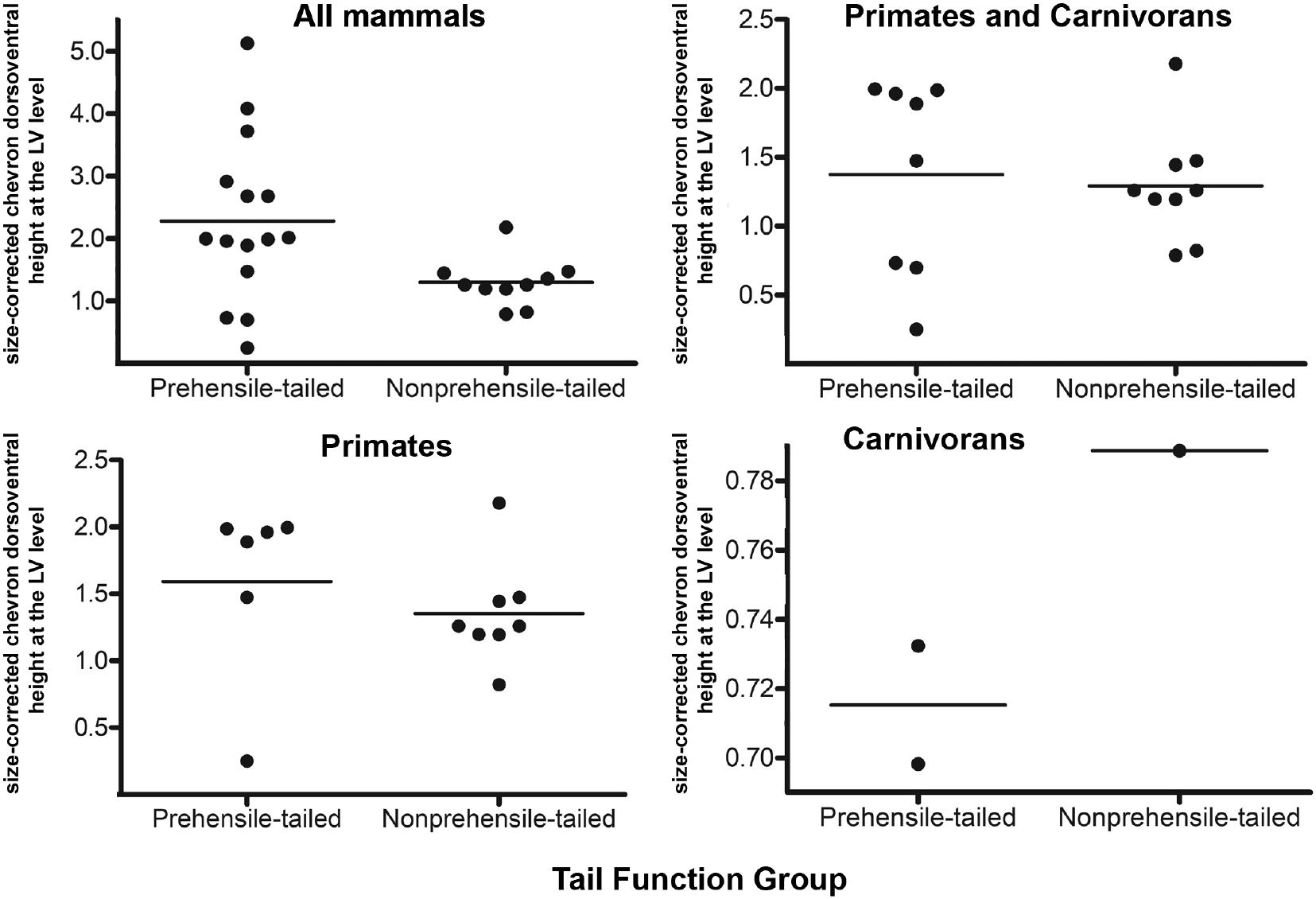 Comparative and functional morphology of chevron bones among mammals