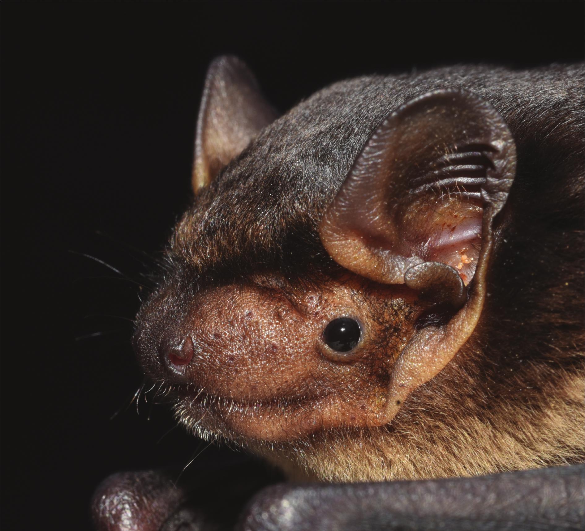 A new genus of vespertilionid bat: the end of a long journey for Joffre ...