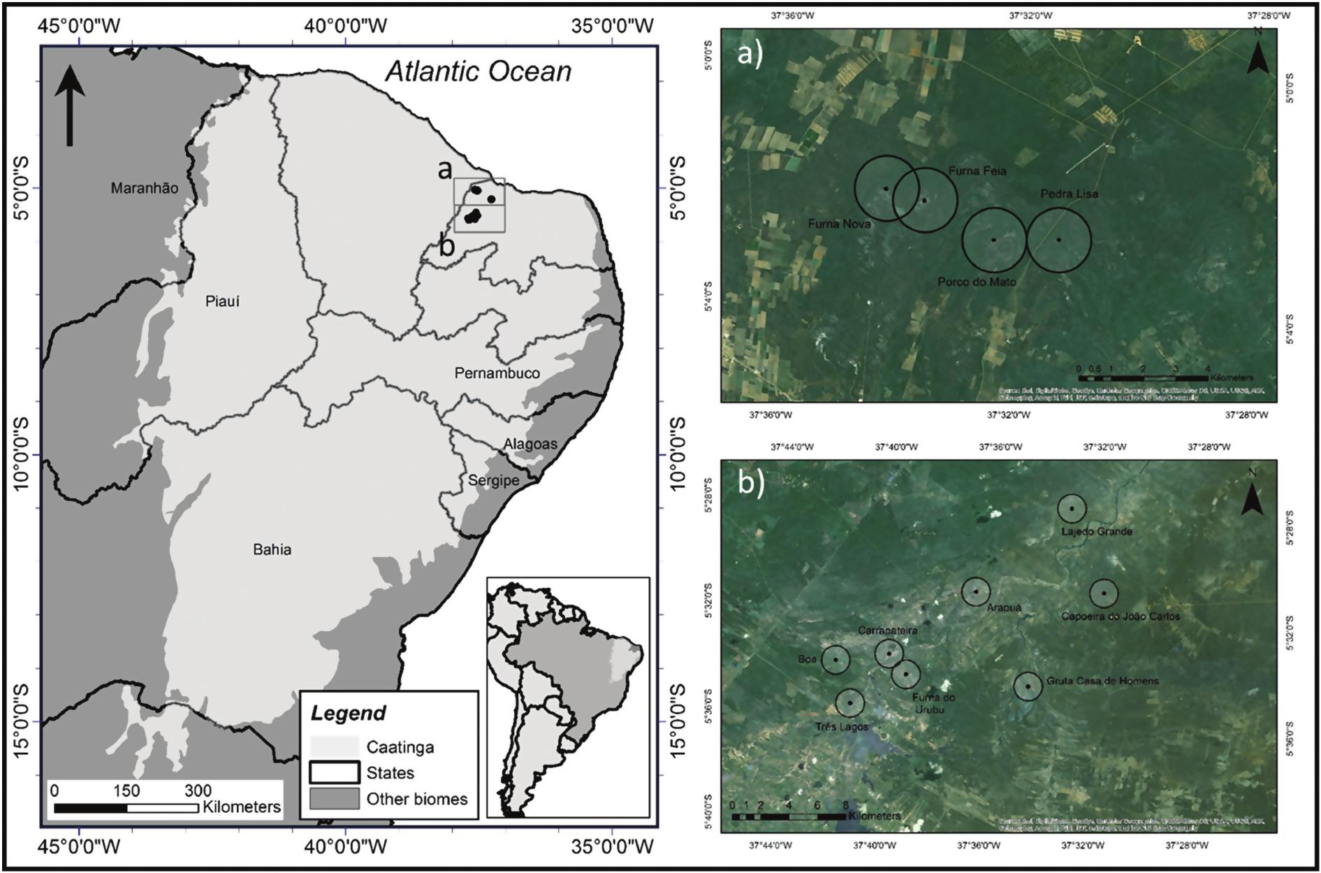Inside or out? Cave size and landscape effects on cave-roosting bat  assemblages in Brazilian Caatinga caves