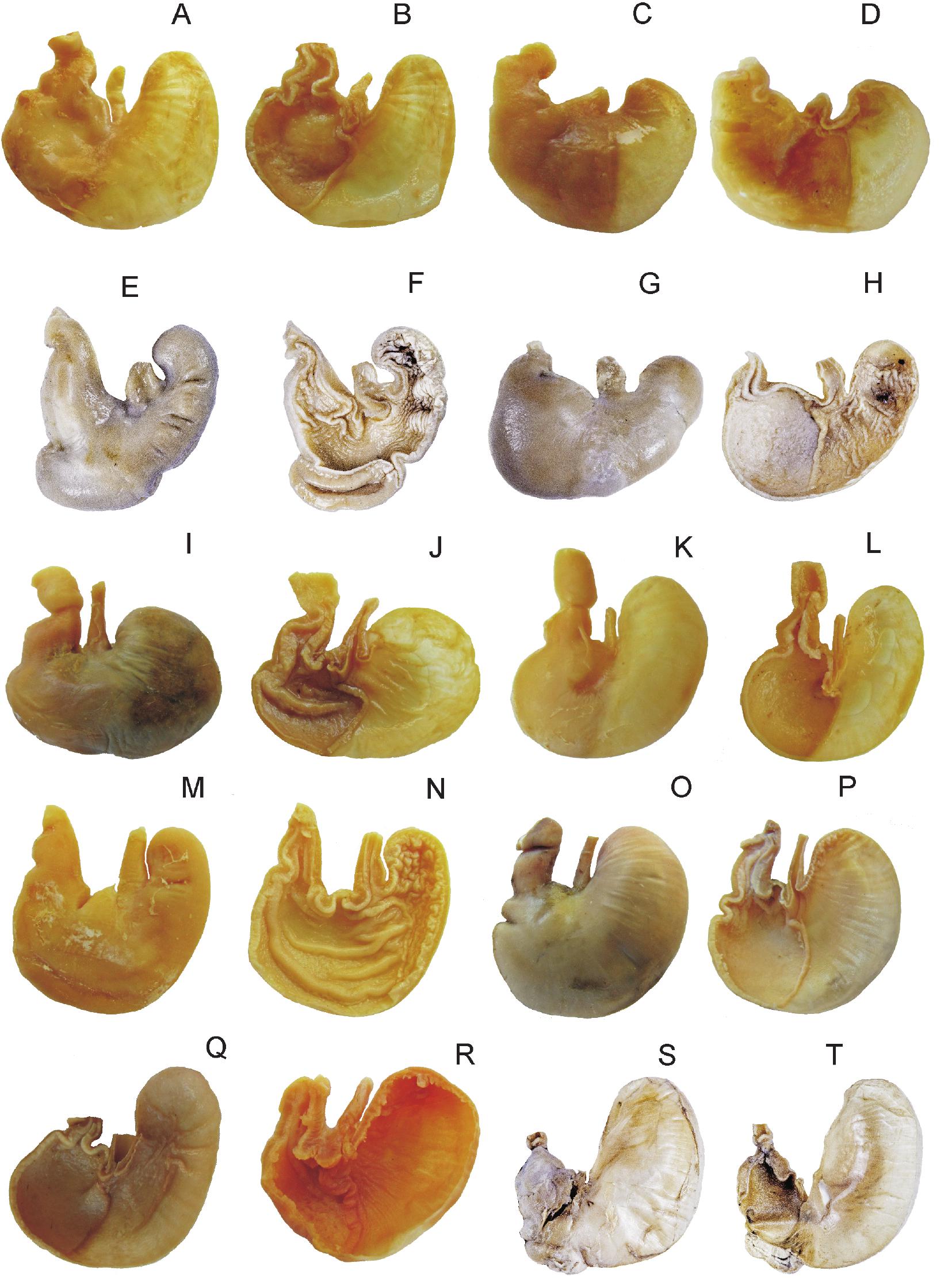 Gross Stomach Morphology In Akodontine Rodents Cricetidae Sigmodontinae Akodontini A Reappraisal Of Its Significance In A Phylogenetic Context