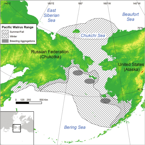 Panmixia in a sea ice-associated marine mammal: evaluating genetic  structure of the Pacific walrus (Odobenus rosmarus divergens) at multiple  spatial scales