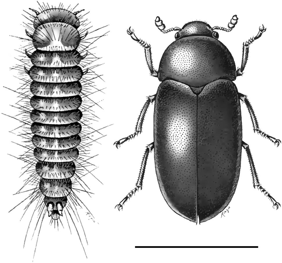 dermestid beetles