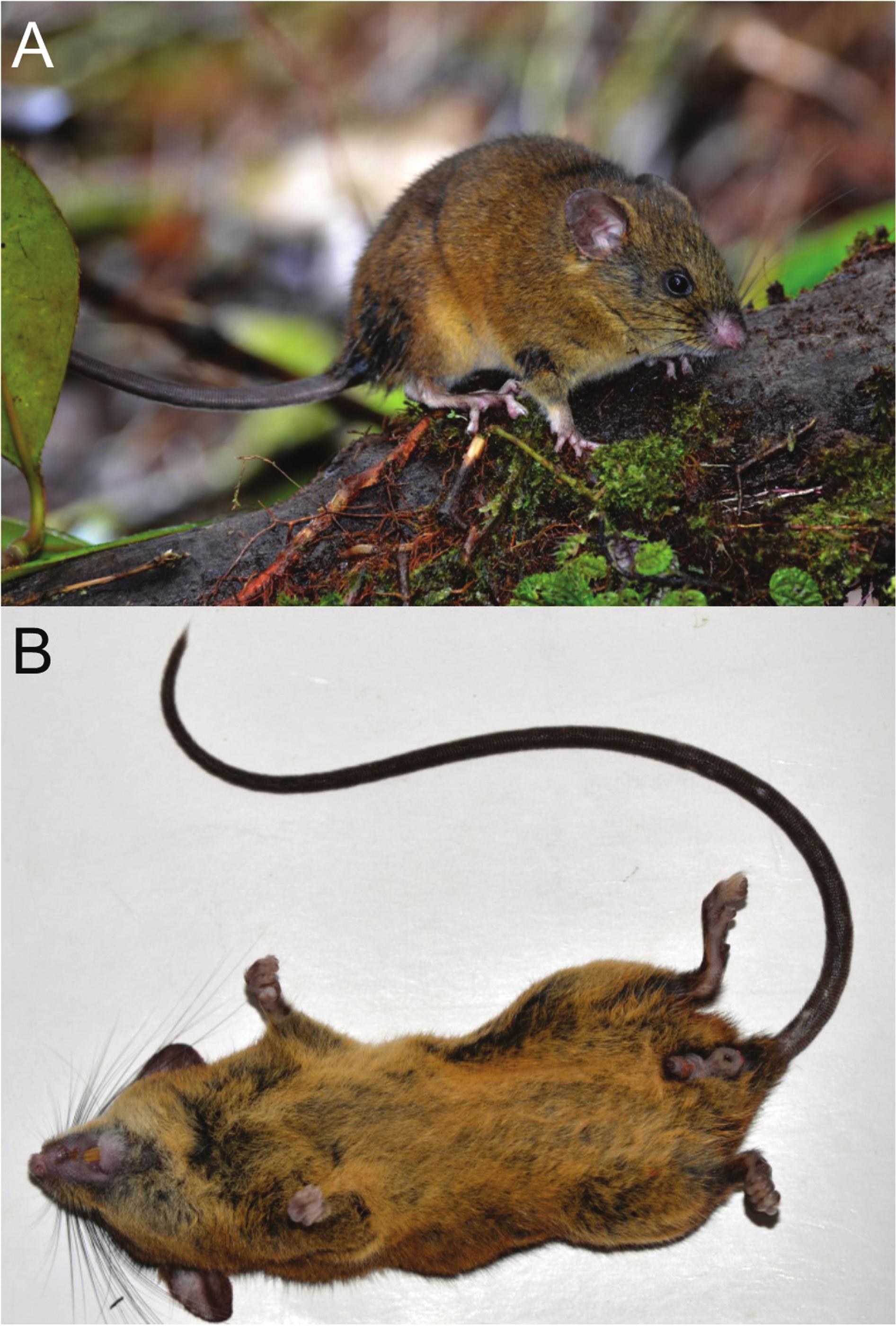 Unraveling Deep Branches of the Sigmodontinae Tree (Rodentia: Cricetidae)  in Eastern South America
