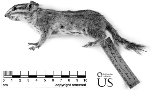 Innovations that changed Mammalogy: museum study skins