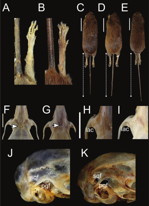 Unraveling Deep Branches of the Sigmodontinae Tree (Rodentia: Cricetidae)  in Eastern South America