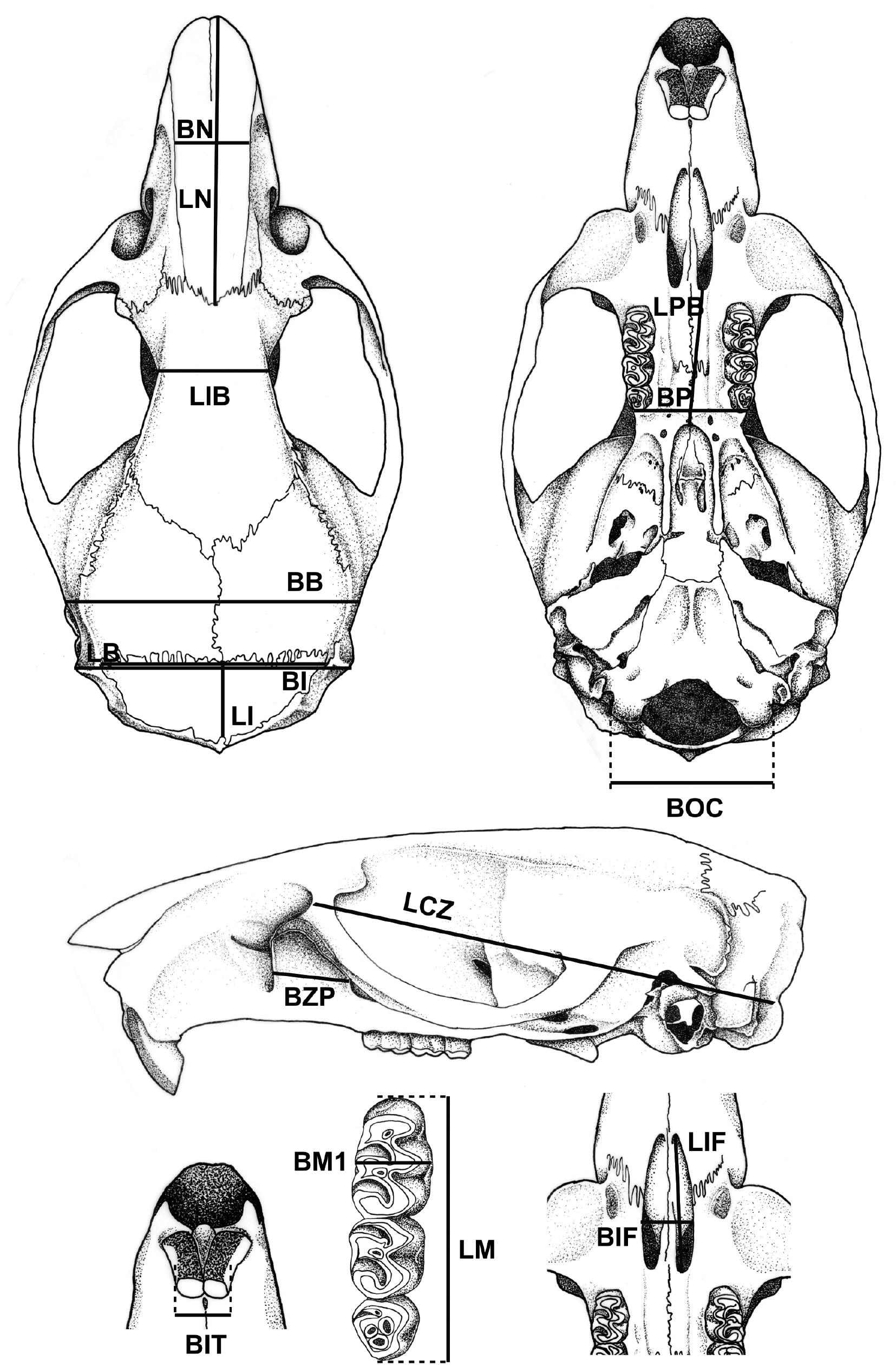 A new species of South America marsh rat (Holochilus, Cricetidae) from ...