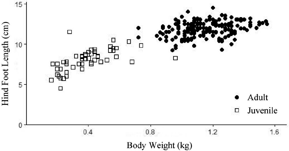 Using camera traps to estimate density of snowshoe hare (Lepus