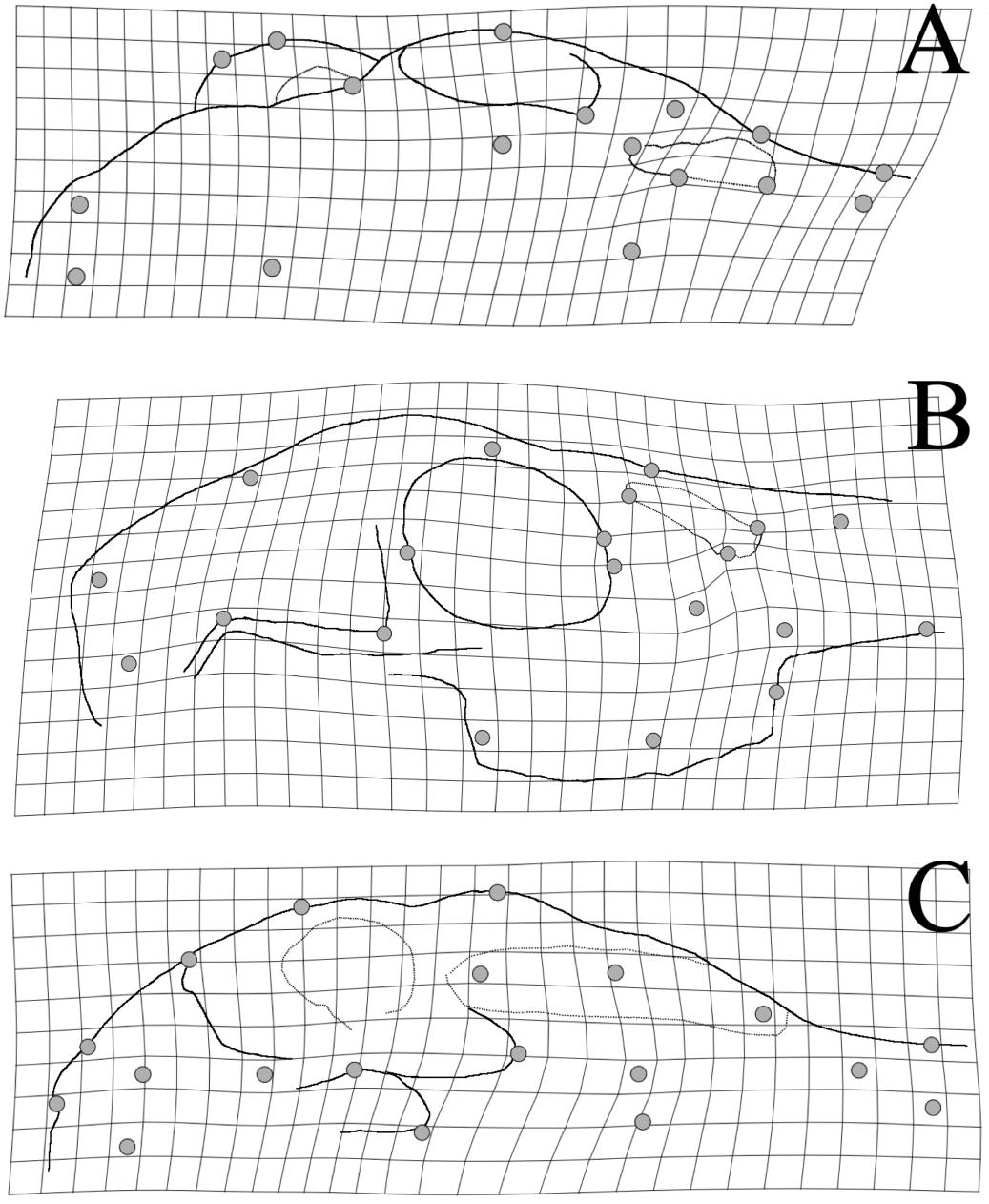 Reevaluation of the status of the Central American brocket deer Mazama ...