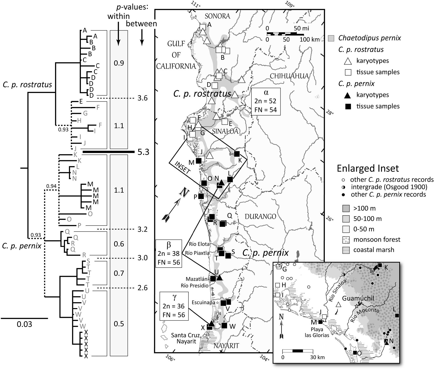 Phylogeography, systematics, and conservation status of pocket mice ...