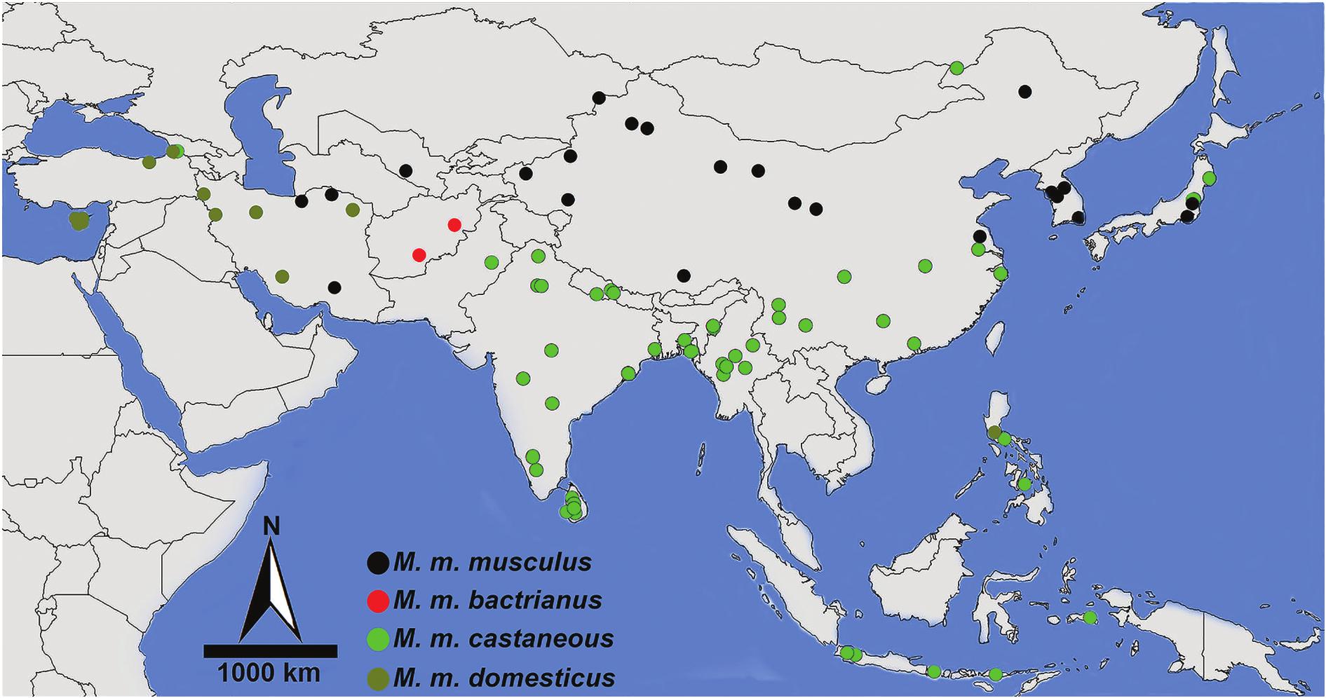 Asian Mus musculus: subspecies divergence, genetic diversity, and ...