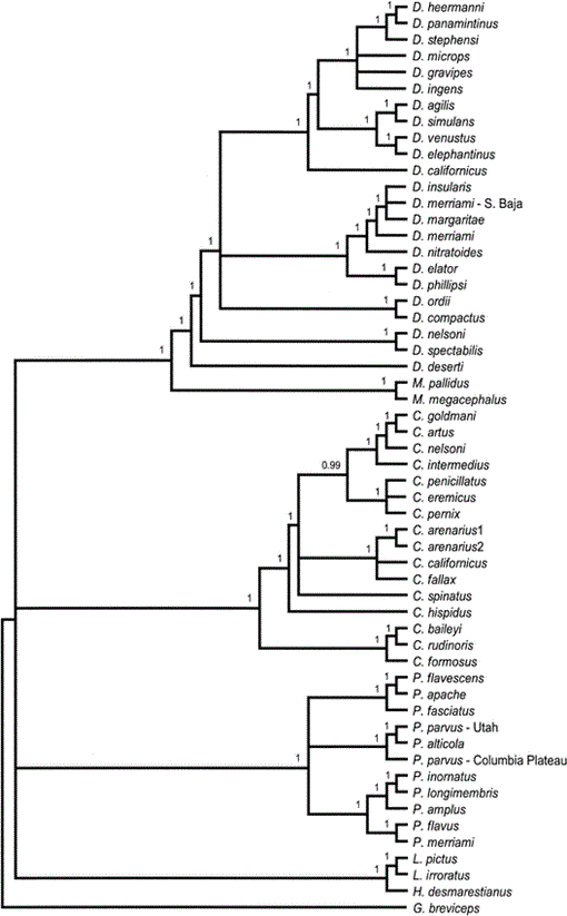 PHYLOGENETICS OF THE NEW WORLD RODENT FAMILY HETEROMYIDAE