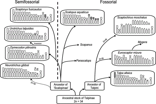Shrew Evolution Karyotype evolution of shrew moles (Soricomorpha: Talpidae)