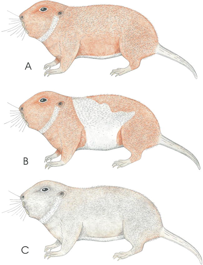Tuco-tuco, Ctenomys lami, a subterranean rodent species tha…