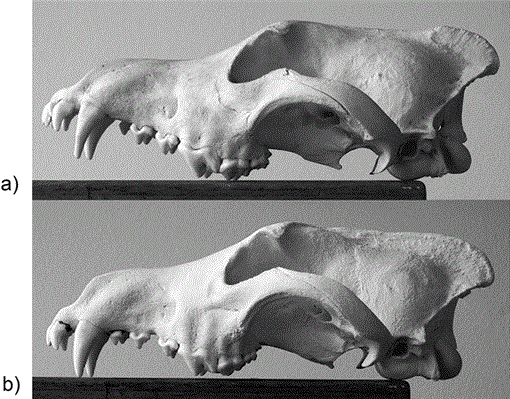 wolf skull measurements