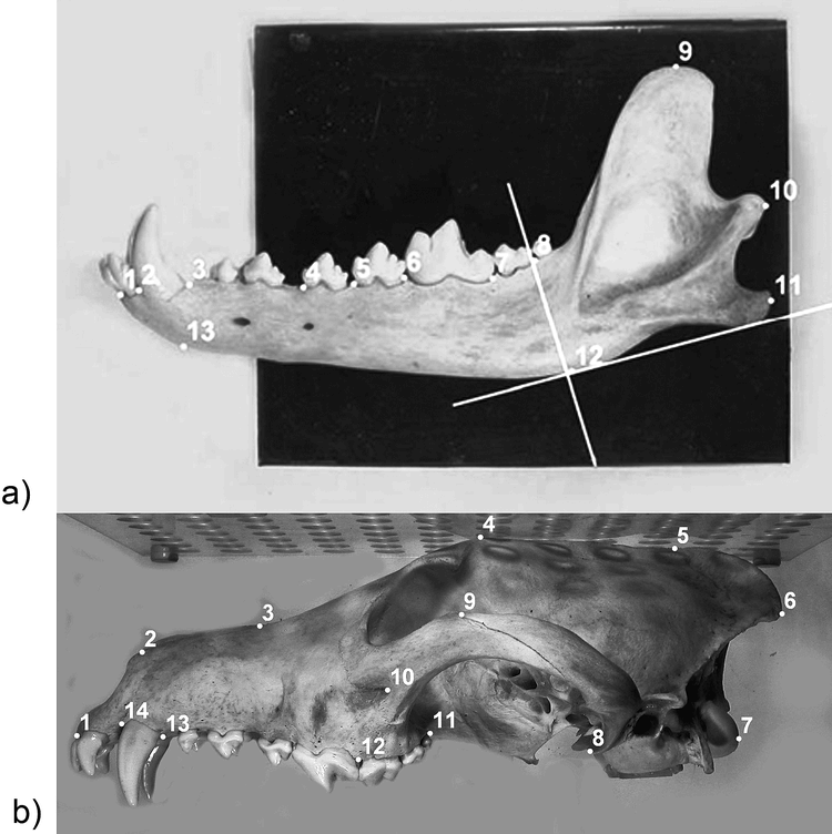 Skull variation in Dinaric–Balkan and Carpathian gray wolf populations ...