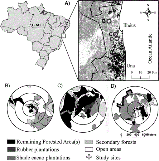 Feeding Ecology Of A Selective Folivore The Thin Spined Porcupine Chaetomys Subspinosus In The Atlantic Forest