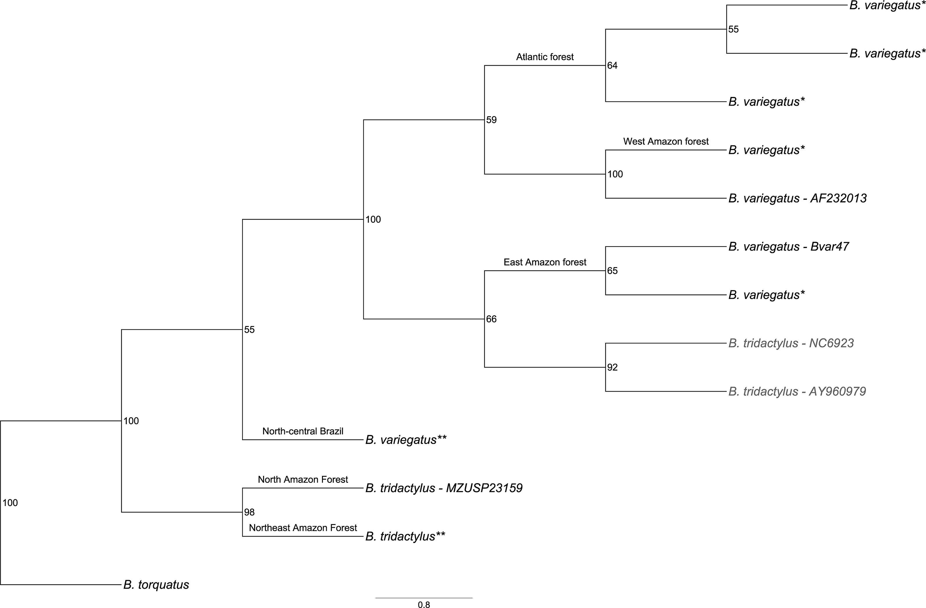 Morphology, molecular phylogeny, and taxonomic inconsistencies in the ...