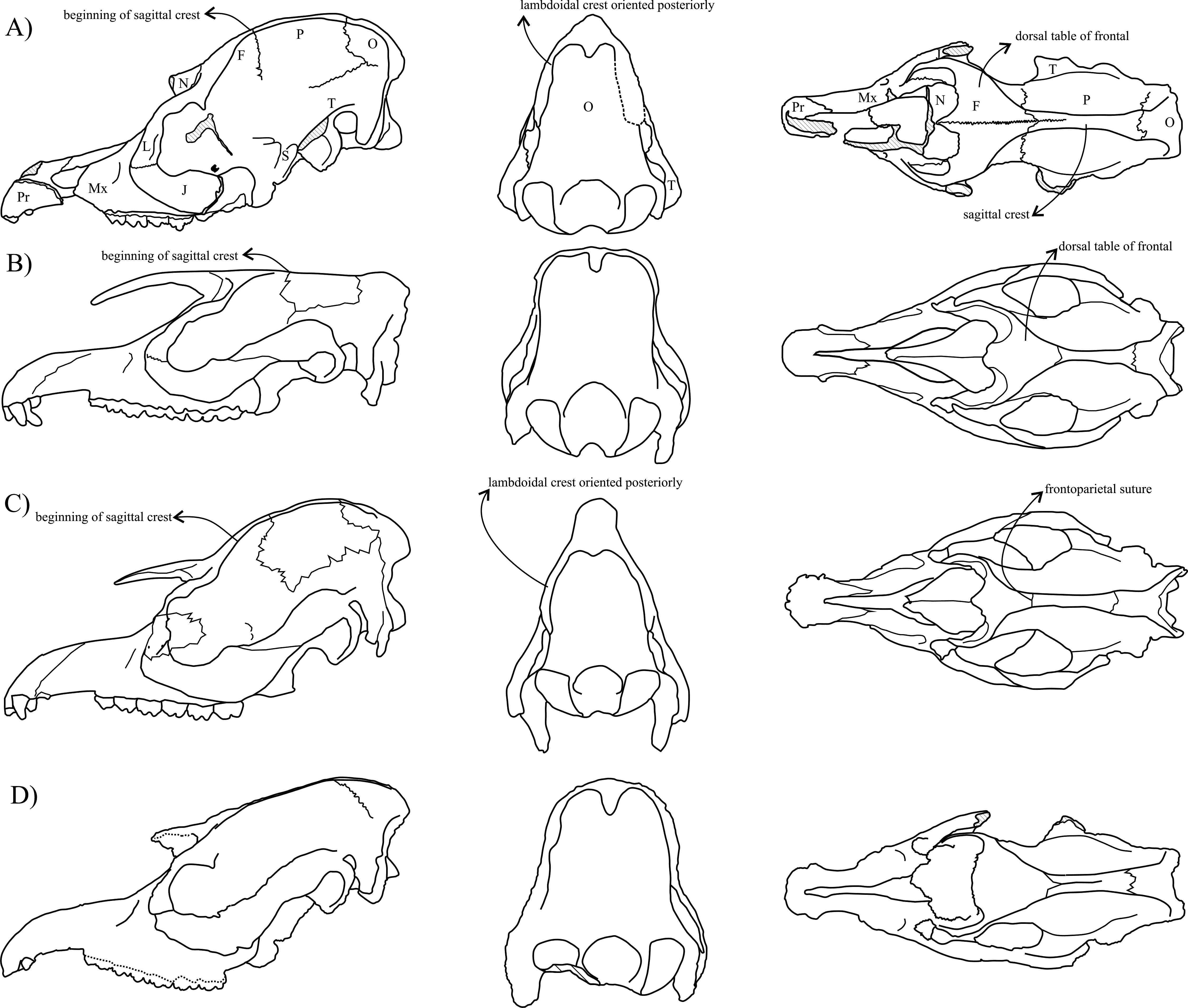 New Tapirus species (Mammalia: Perissodactyla: Tapiridae) from the ...