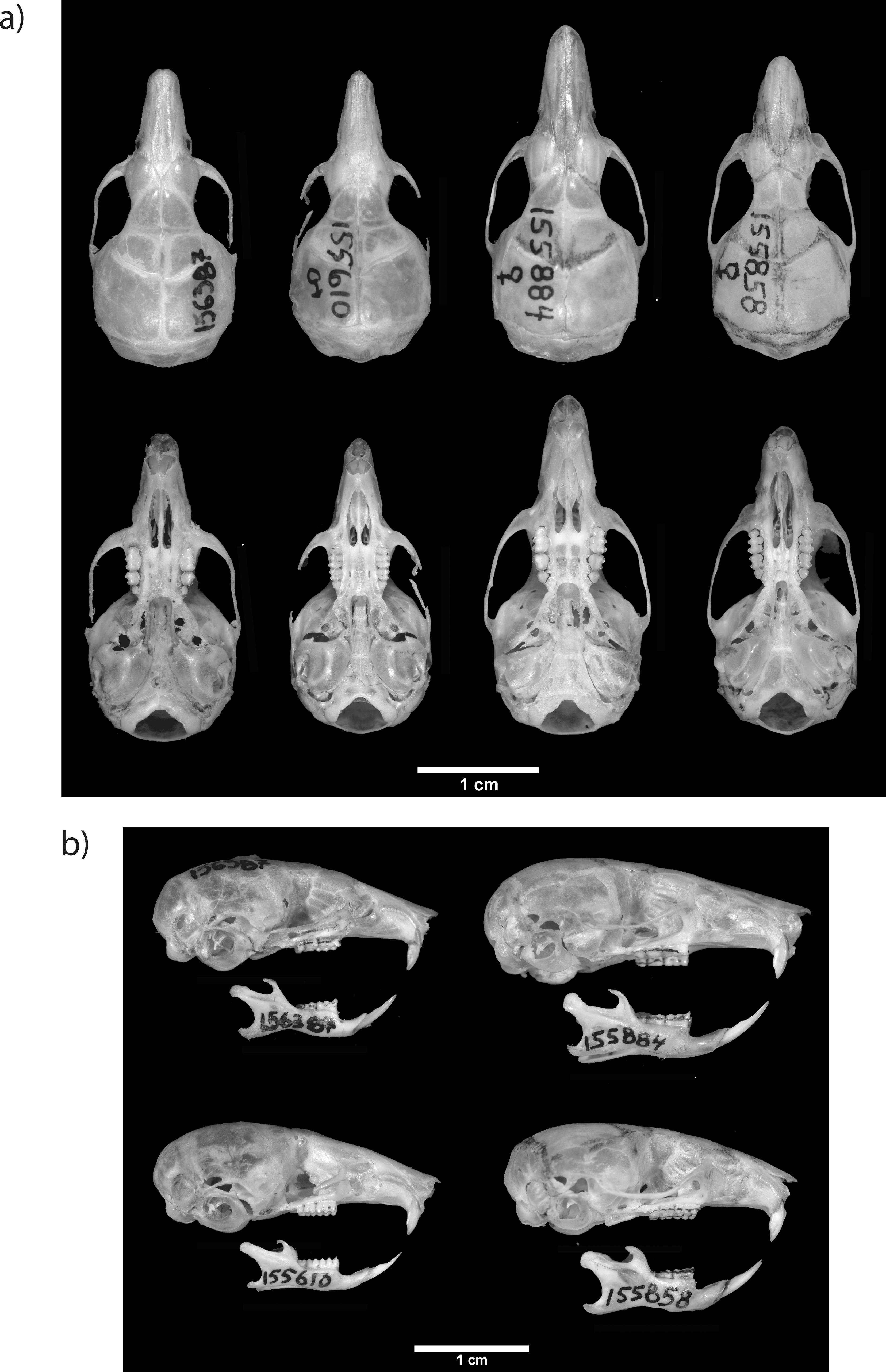 A new genus for the Andean mice Akodon latebricola and A. bogotensis ...
