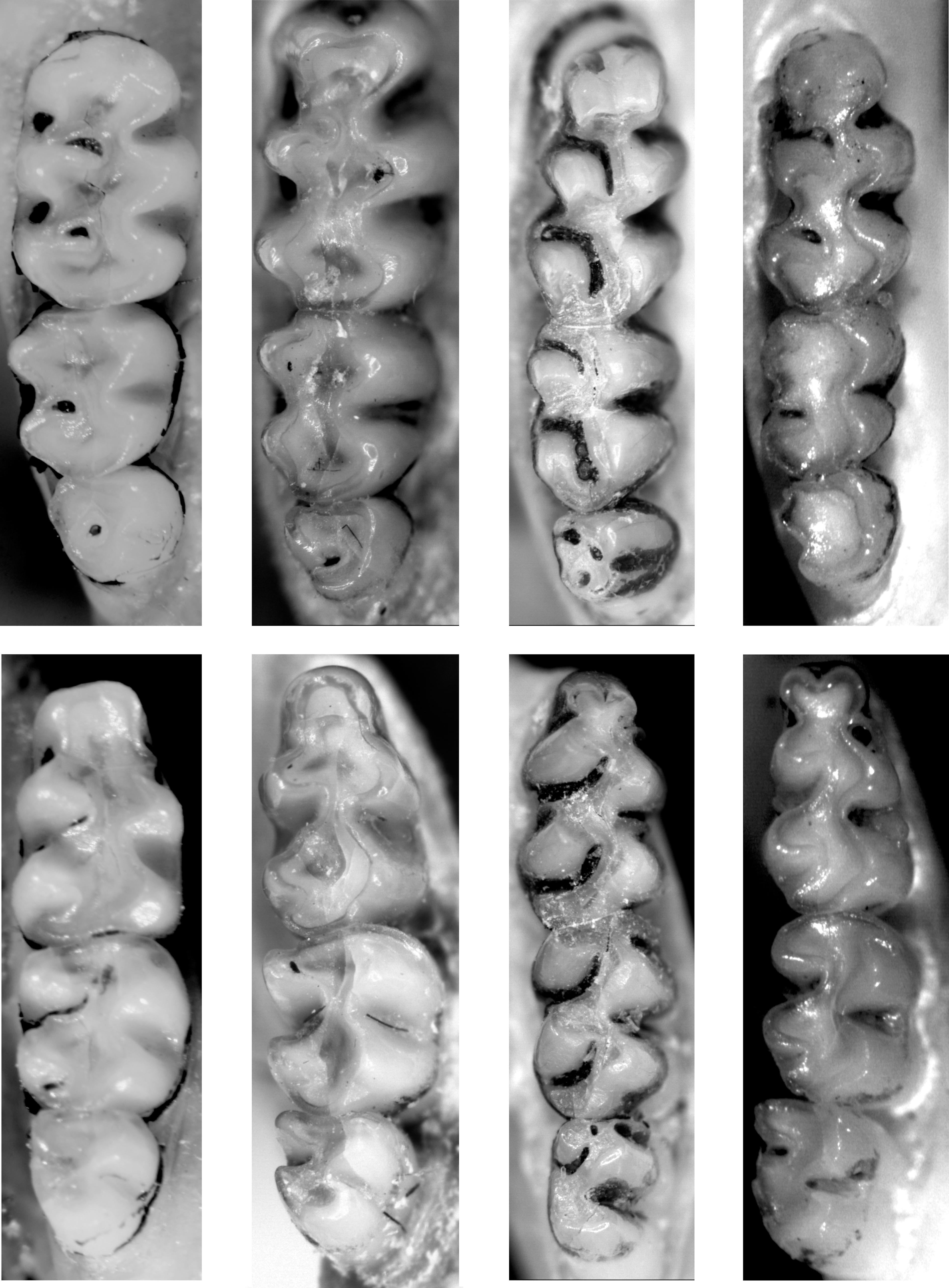 A new genus for the Andean mice Akodon latebricola and A. bogotensis ...