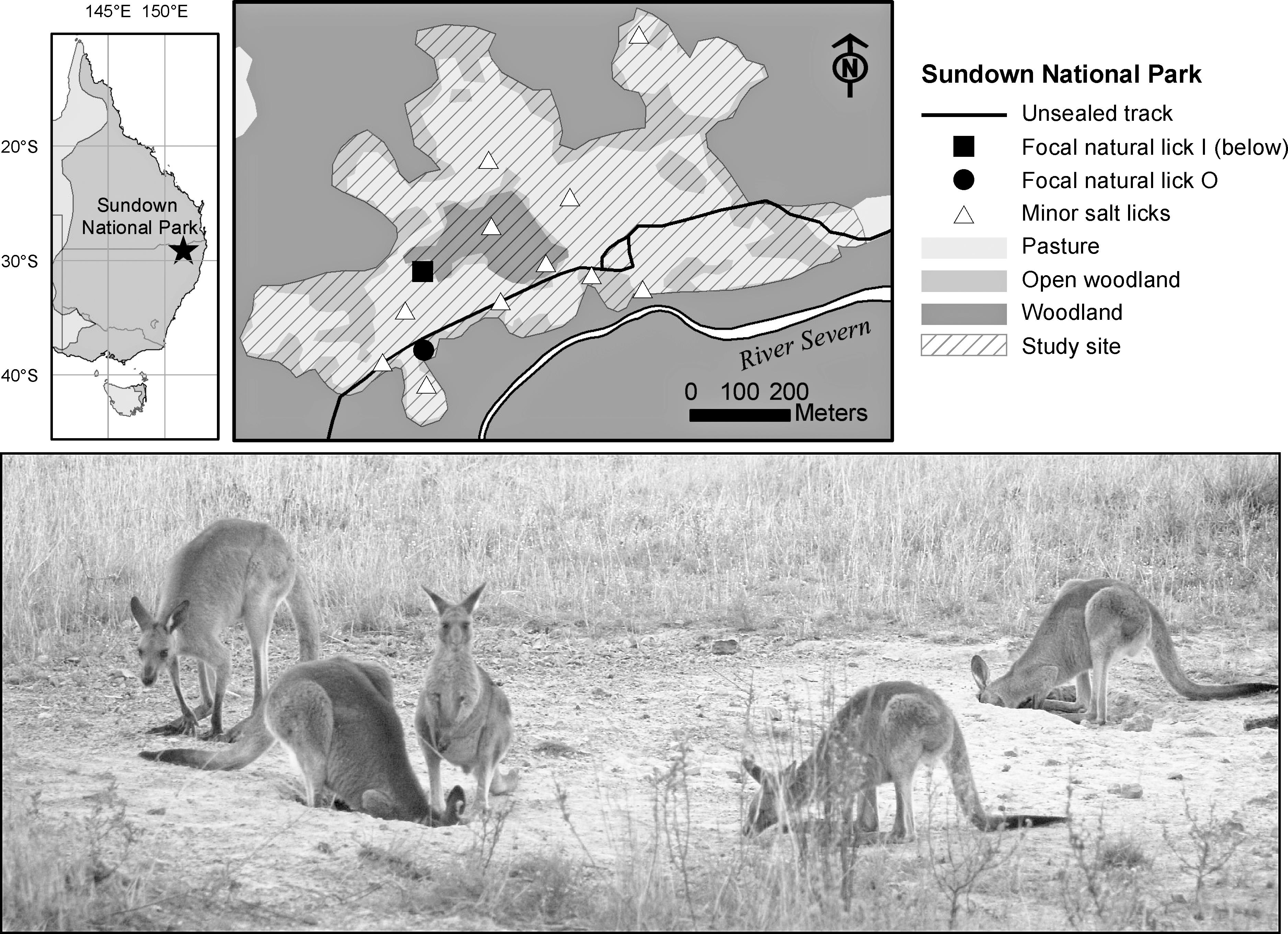Facultative Geophagy At Natural Licks In An Australian Marsupial