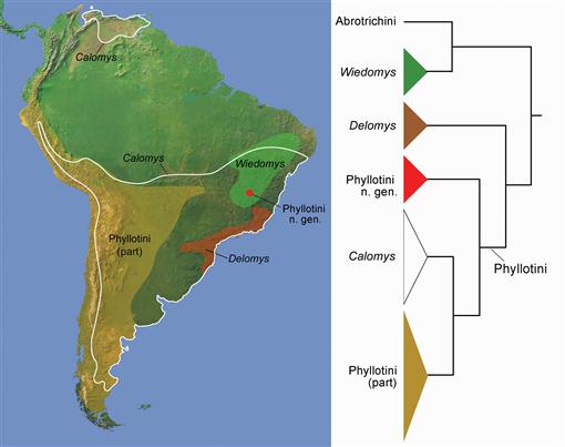 NERVE (PT) – A Chapada Samples