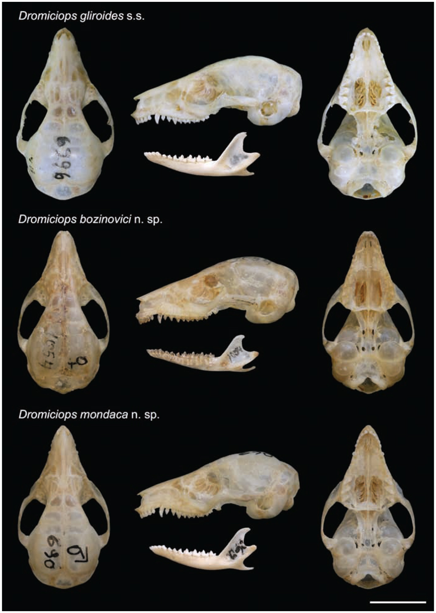 Alpha taxonomy of Dromiciops (Microbiotheriidae) with the description ...