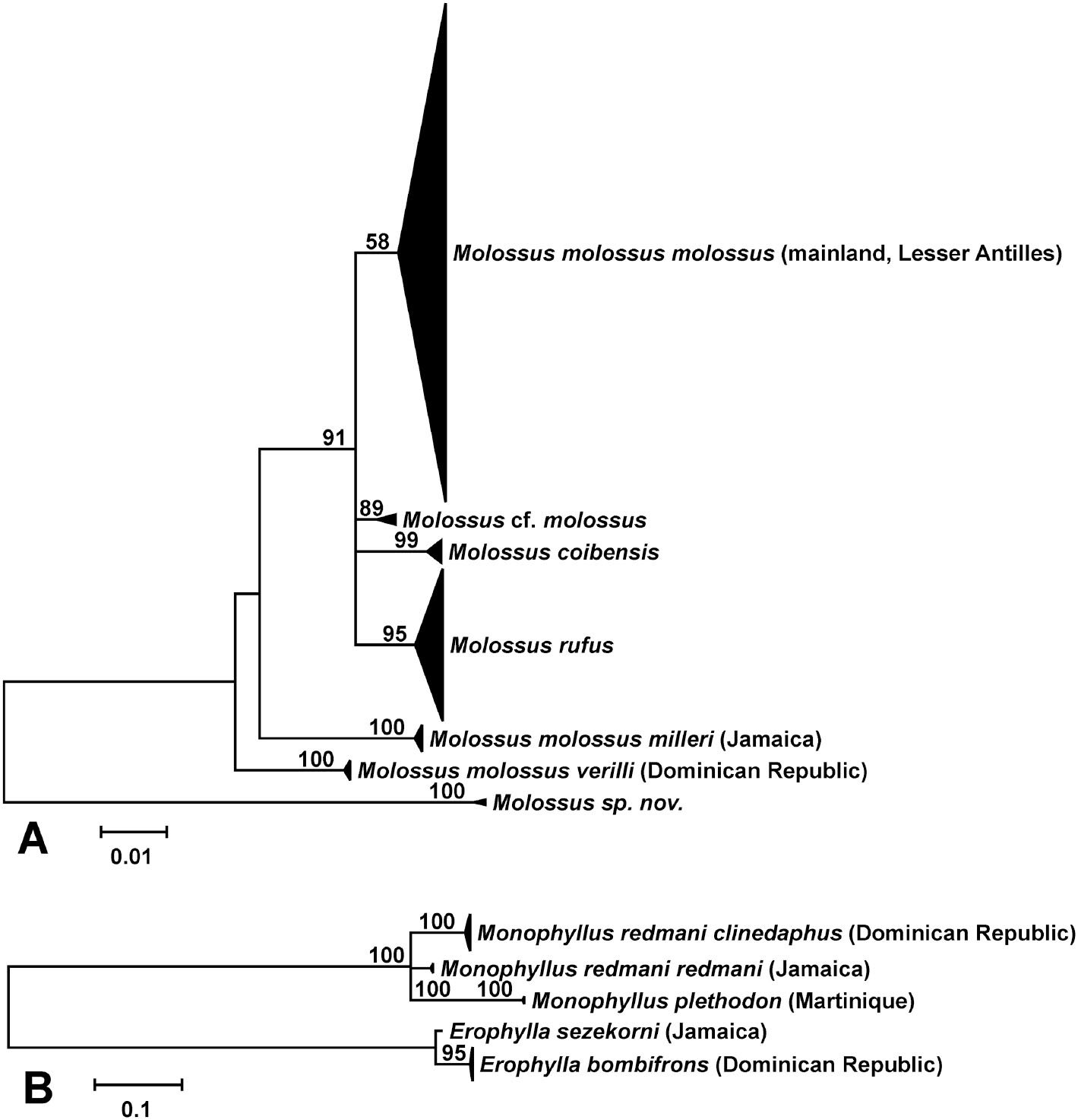 Phylogeography of Dominican Republic bats and implications for ...