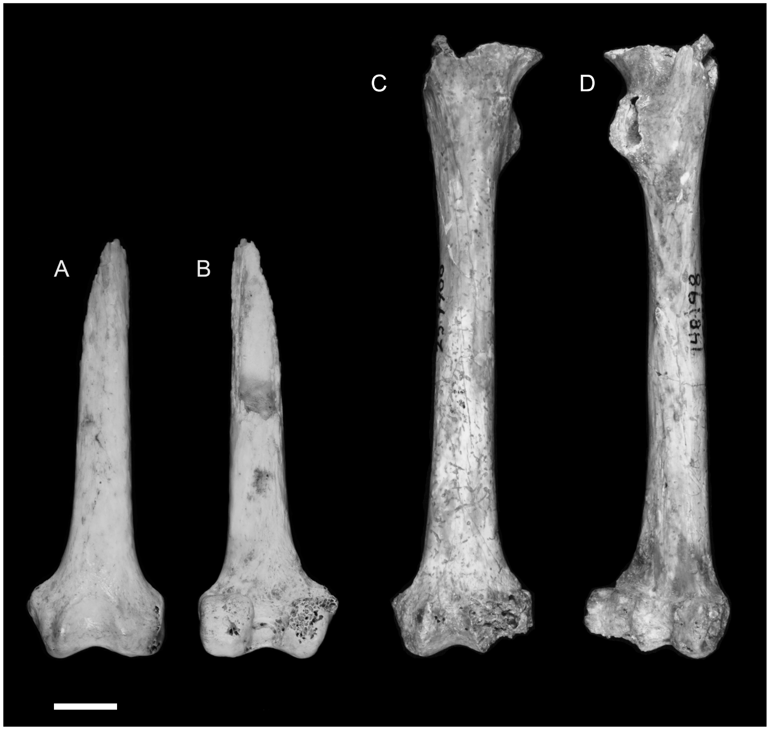 The extinction of Xenothrix mcgregori, Jamaica's last monkey