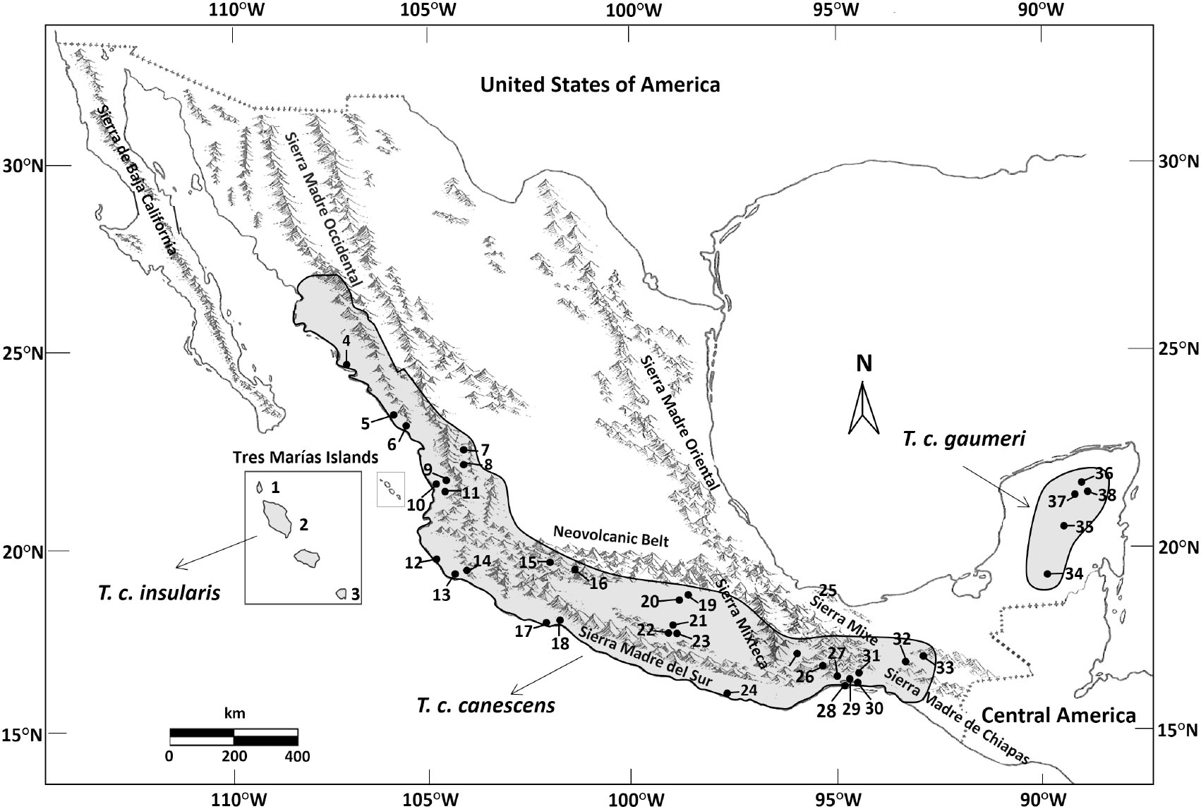 Molecular and morphological evidence of the diversification in the gray ...