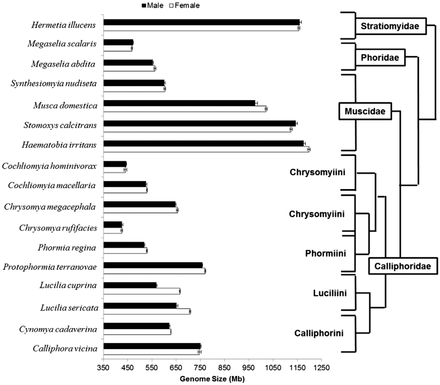 Genome Sizes of Forensically Relevant Diptera