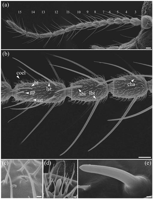 Comparative Study Of Antennal And Maxillary Palp Olfactory Sensilla Of Female Biting Midges Diptera Ceratopogonidae Culicoides In The Context Of Host Preference And Phylogeny